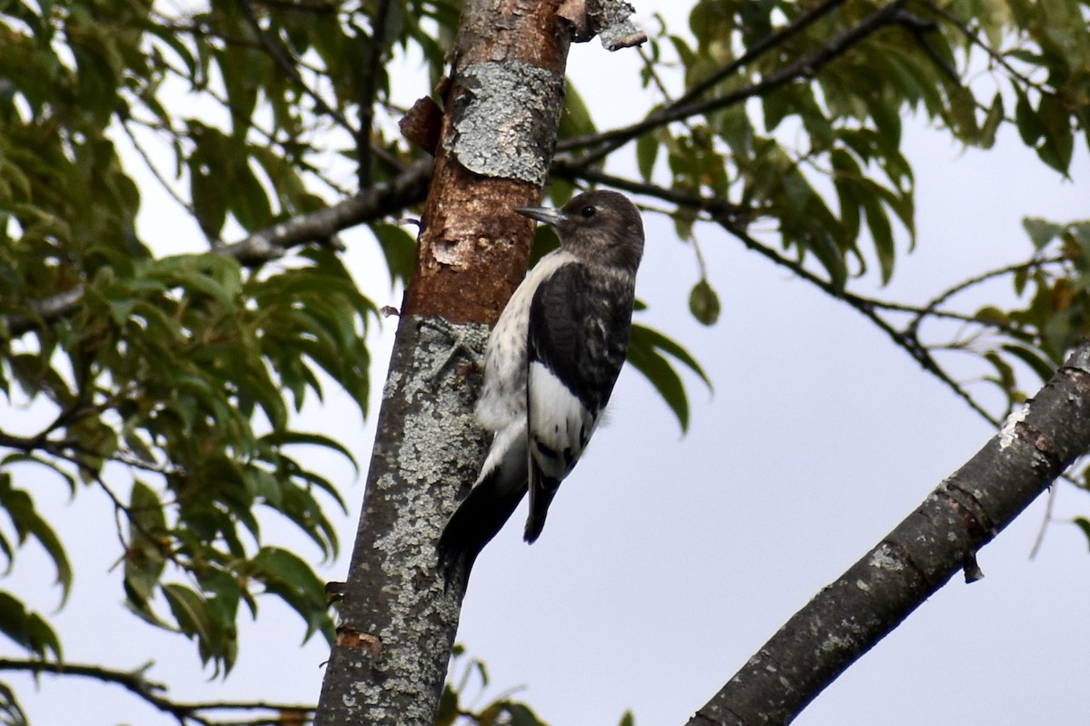 Red-headed Woodpecker - ML371676201