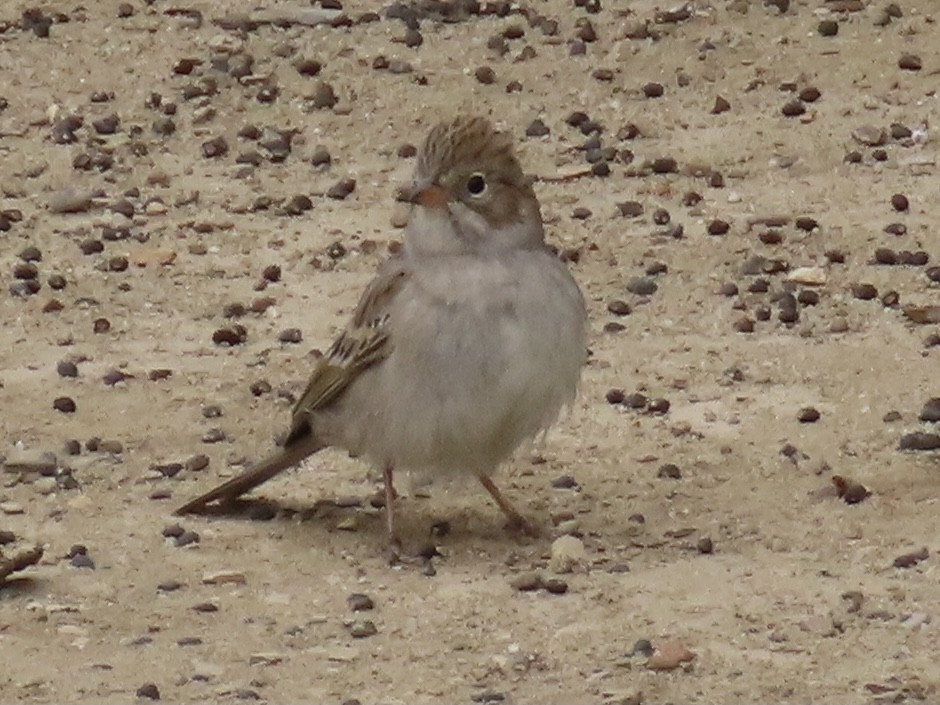 Brewer's Sparrow - Alane Gray