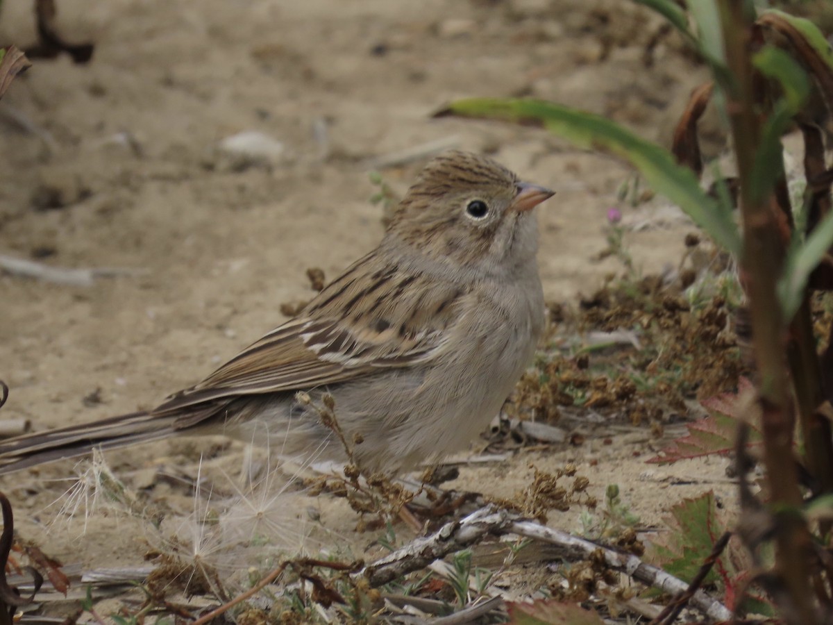 Brewer's Sparrow - ML371676591