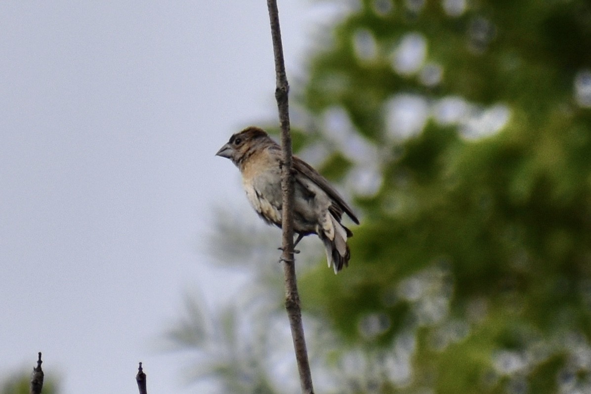 Blue Grosbeak - ML371676781