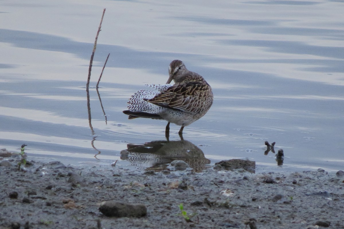 kortnebbekkasinsnipe - ML371677241