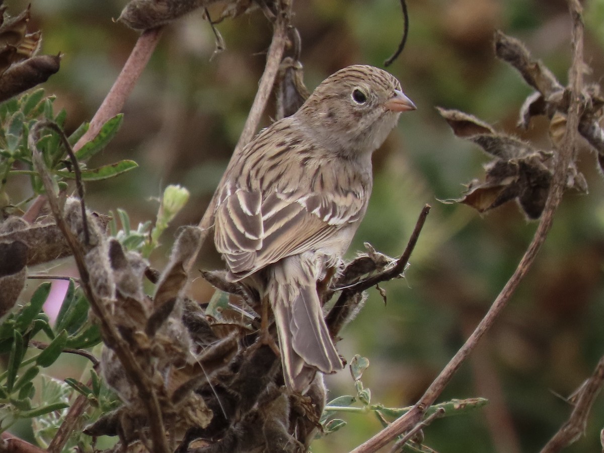 Brewer's Sparrow - ML371677301