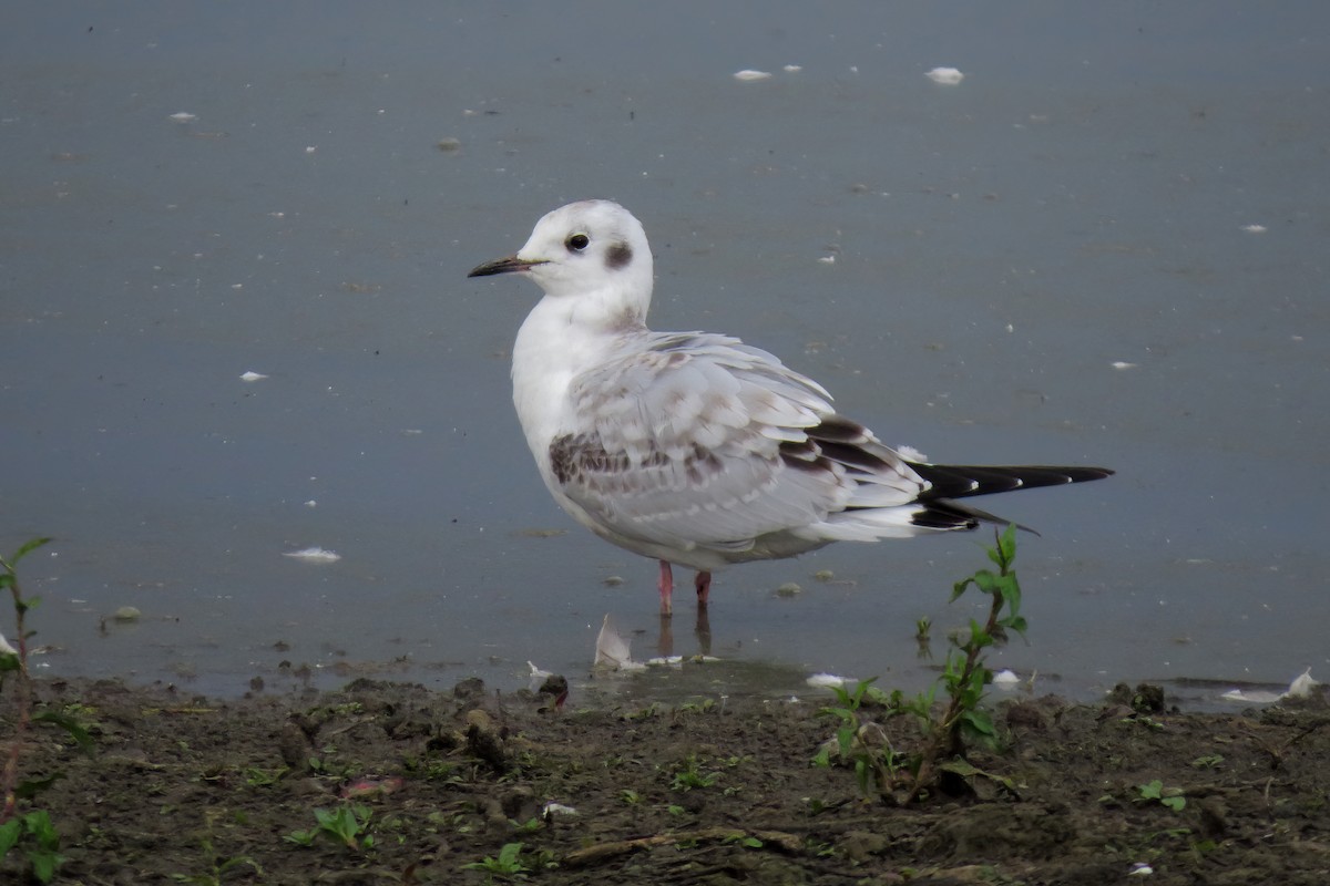 Bonaparte's Gull - ML371677751