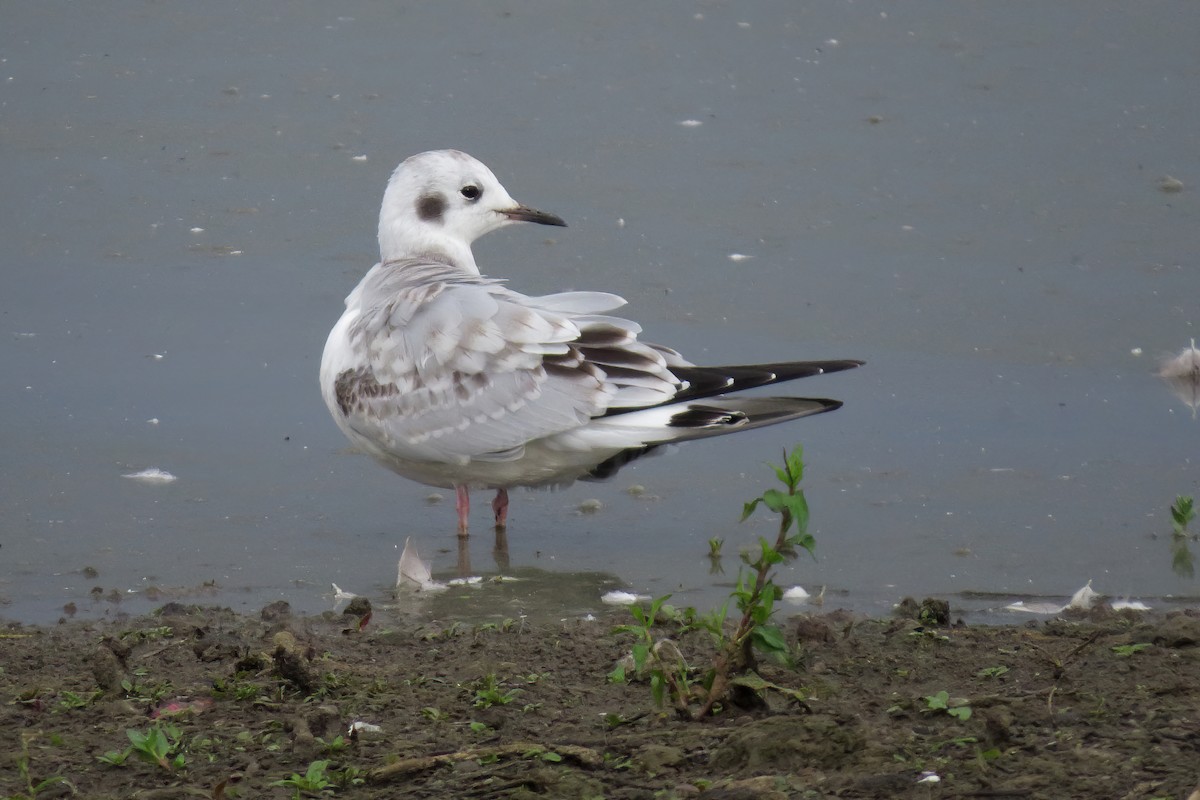 Bonaparte's Gull - John Rakestraw