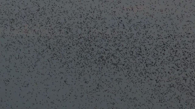 ムラサキツバメ - ML371678501