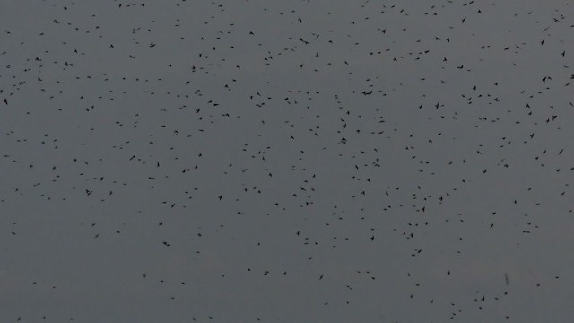 ムラサキツバメ - ML371678541