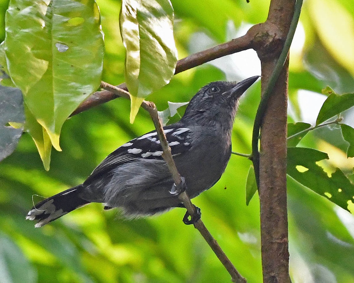 Amazonian Antshrike - ML371679311