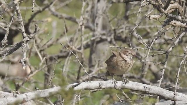 Scale-throated Earthcreeper - ML371682101