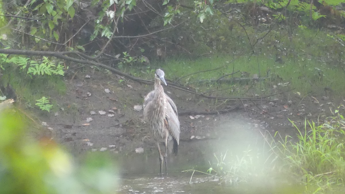 Great Blue Heron - ML371682721