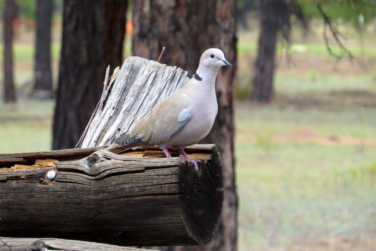 Eurasian Collared-Dove - ML37168321