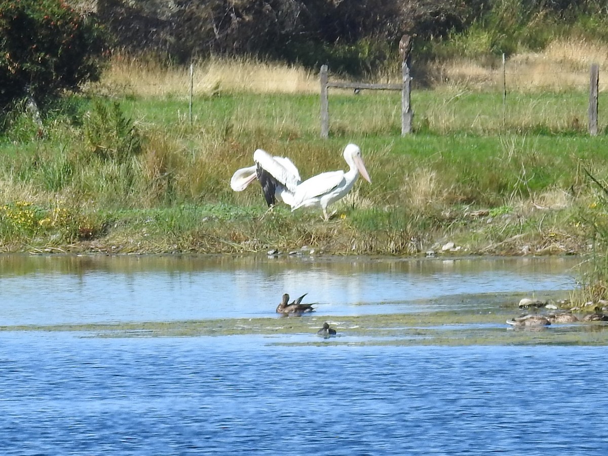 American White Pelican - ML371683901