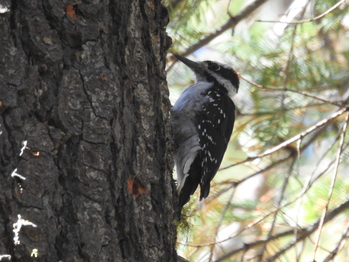 Hairy Woodpecker - ML371684501