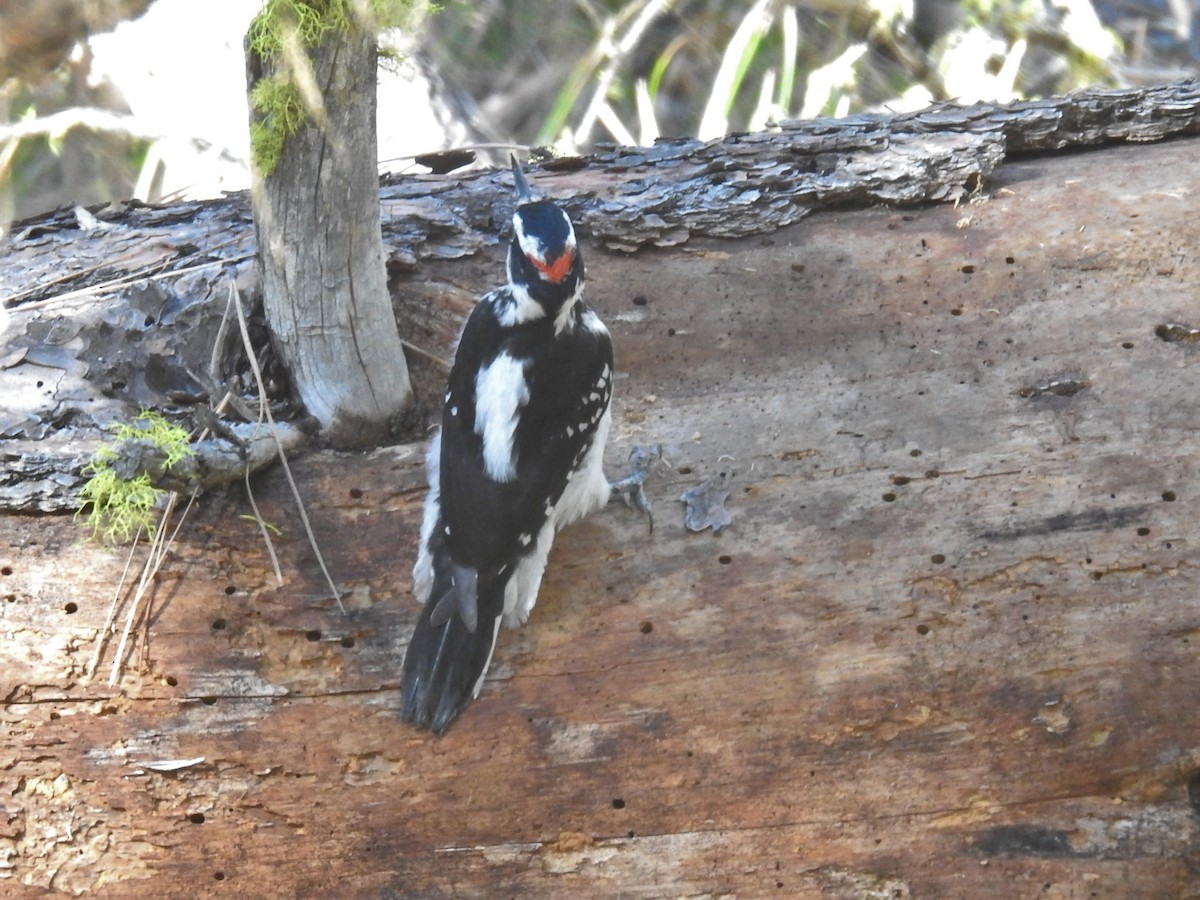 Hairy Woodpecker - ML371684571