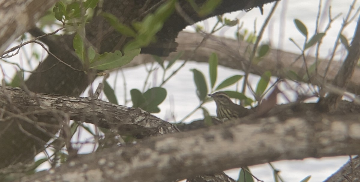 Northern Waterthrush - ML371685211