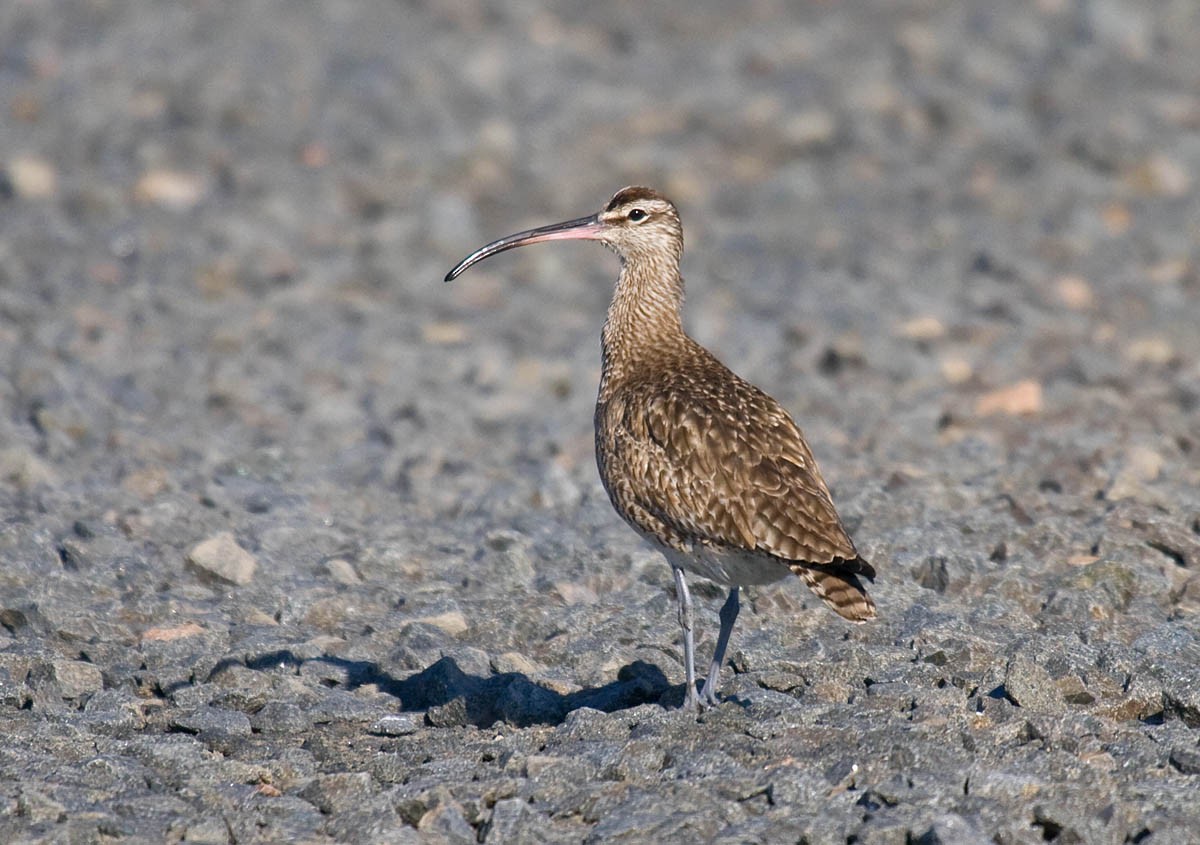 Regenbrachvogel - ML37168591