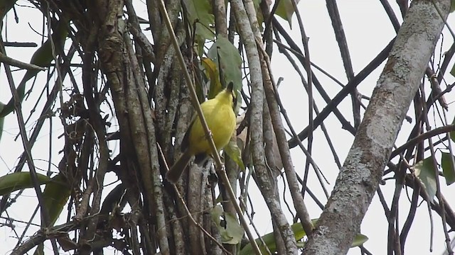 Gray-headed Tody-Flycatcher - ML371688441