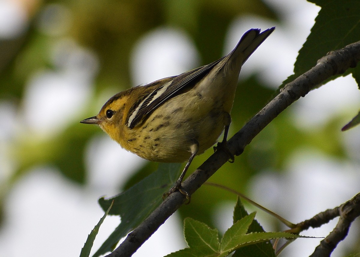 Blackburnian Warbler - rich morgan