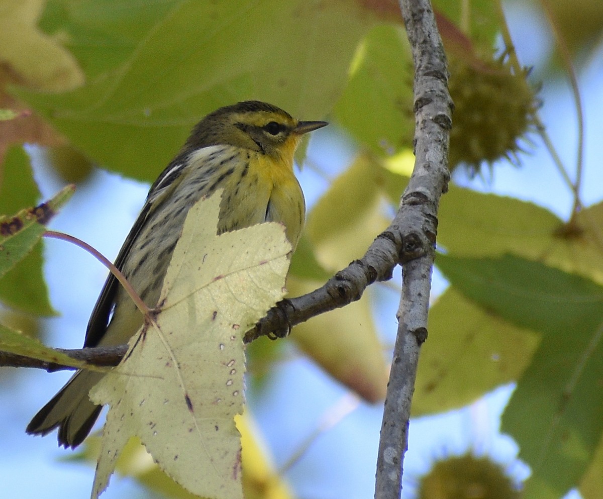 Blackburnian Warbler - ML371690211