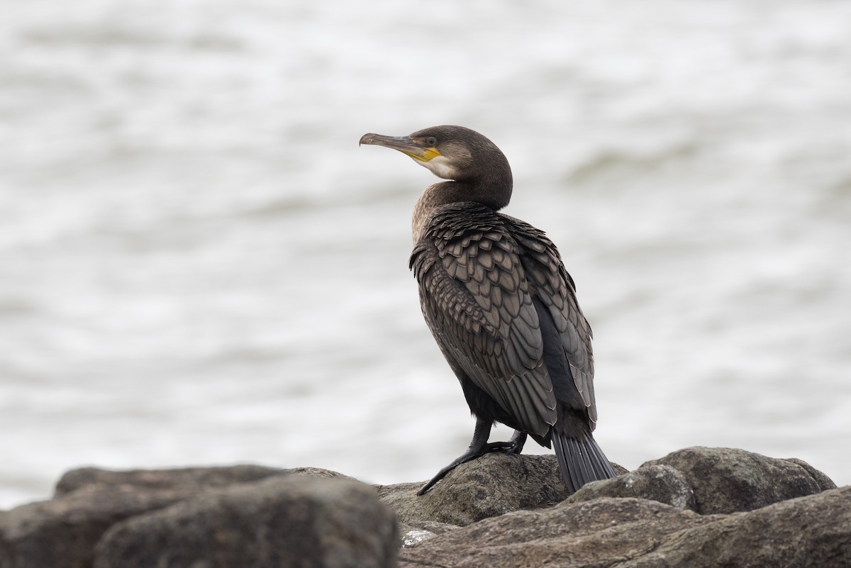 Great Cormorant - Lyall Bouchard