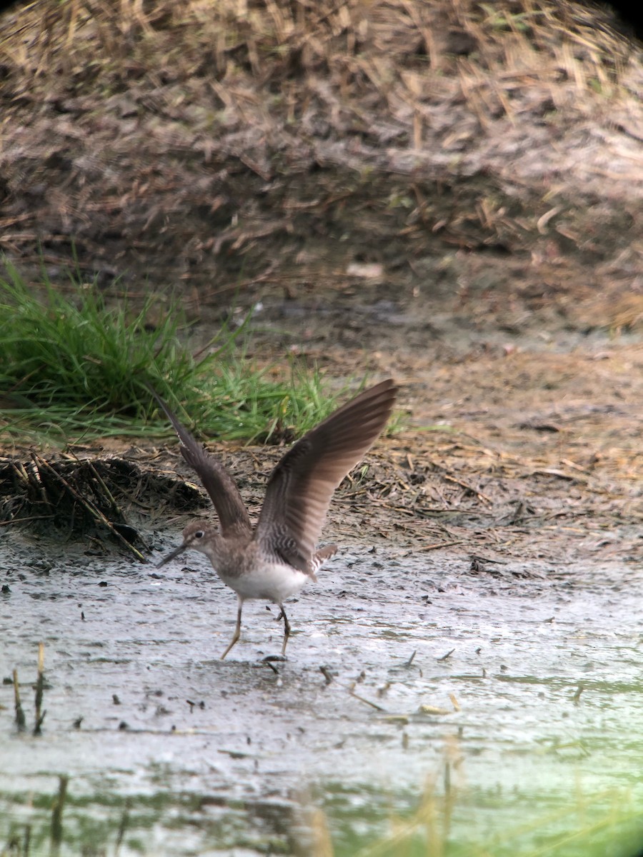 Solitary Sandpiper - Jacques Ibarzabal