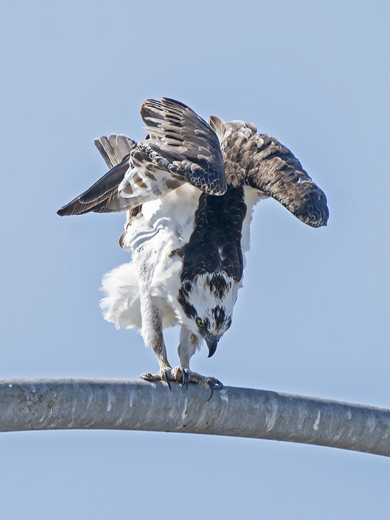 Osprey - Bill Hill