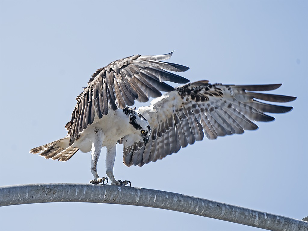 Osprey - Bill Hill