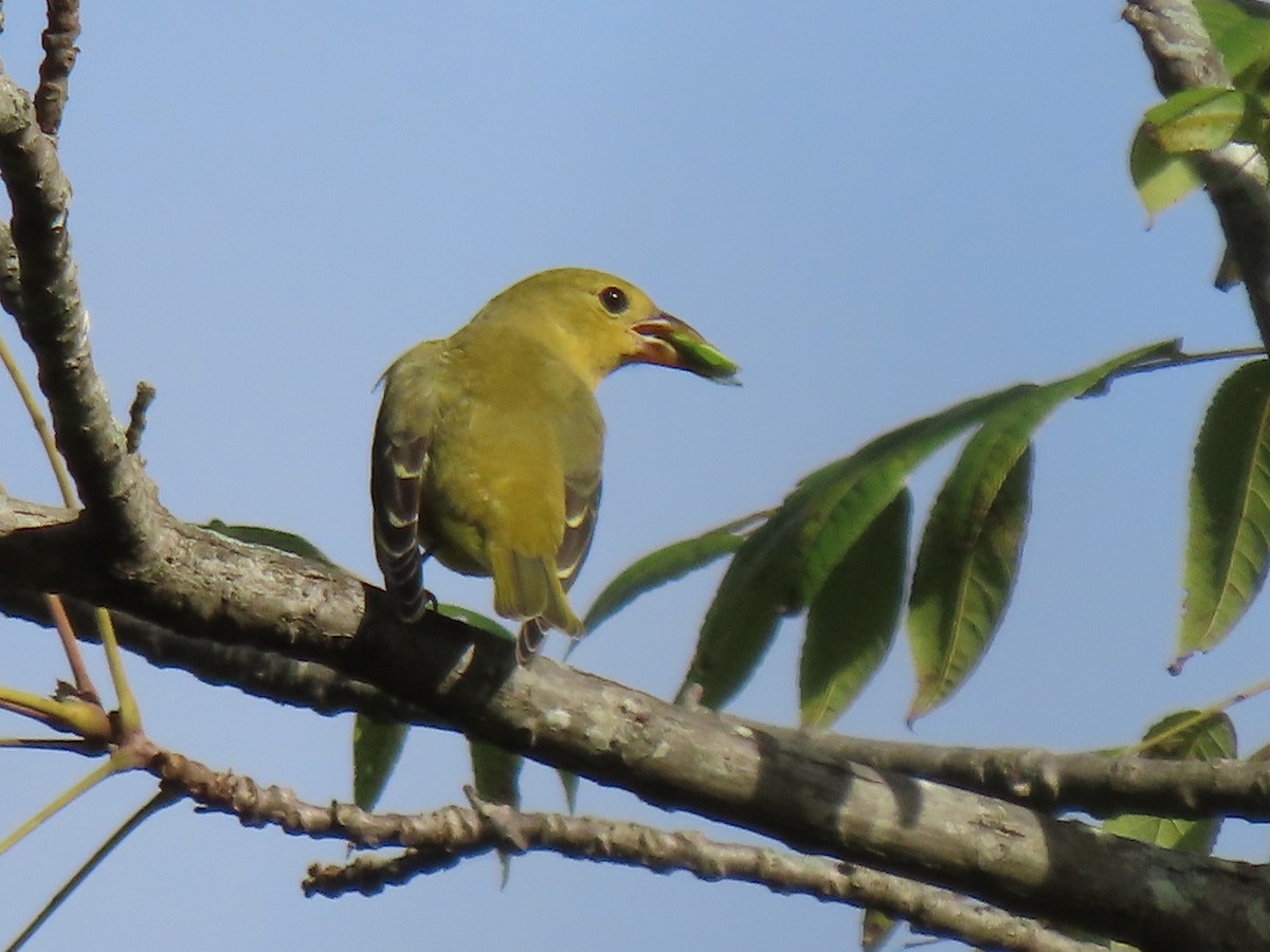 Scarlet Tanager - ML371690551
