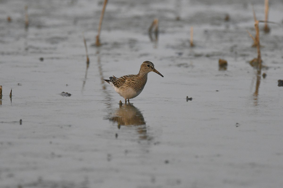 Pectoral Sandpiper - Ben  Sonnenberg