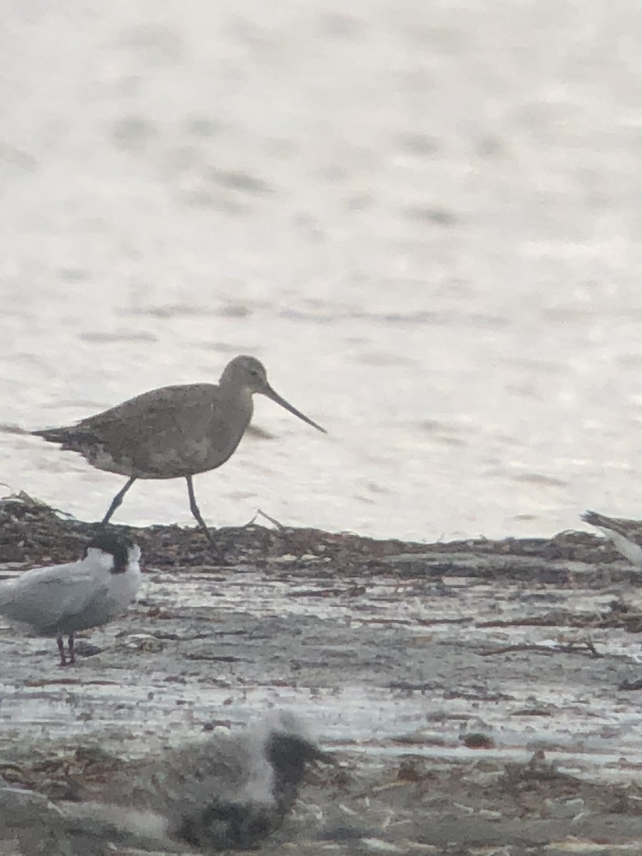 Hudsonian Godwit - ML371692291