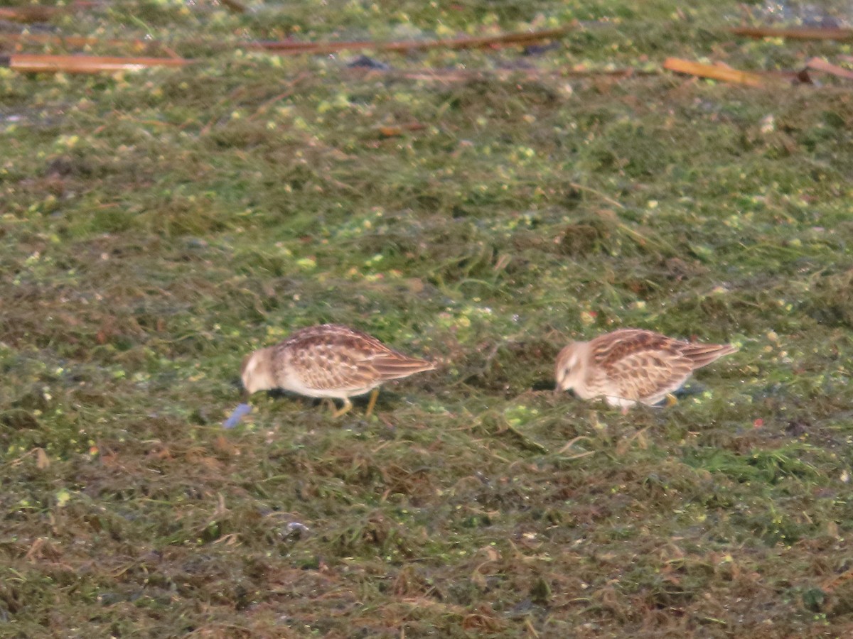 Wiesenstrandläufer - ML371693041