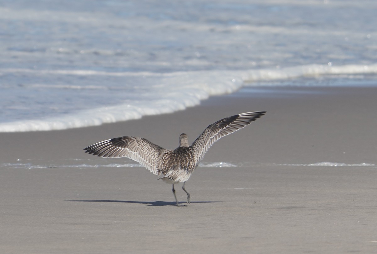 Bar-tailed Godwit - ML371693561