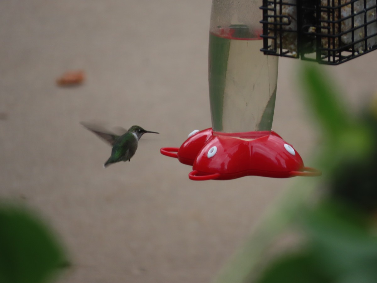 Ruby-throated Hummingbird - Lynn Barber