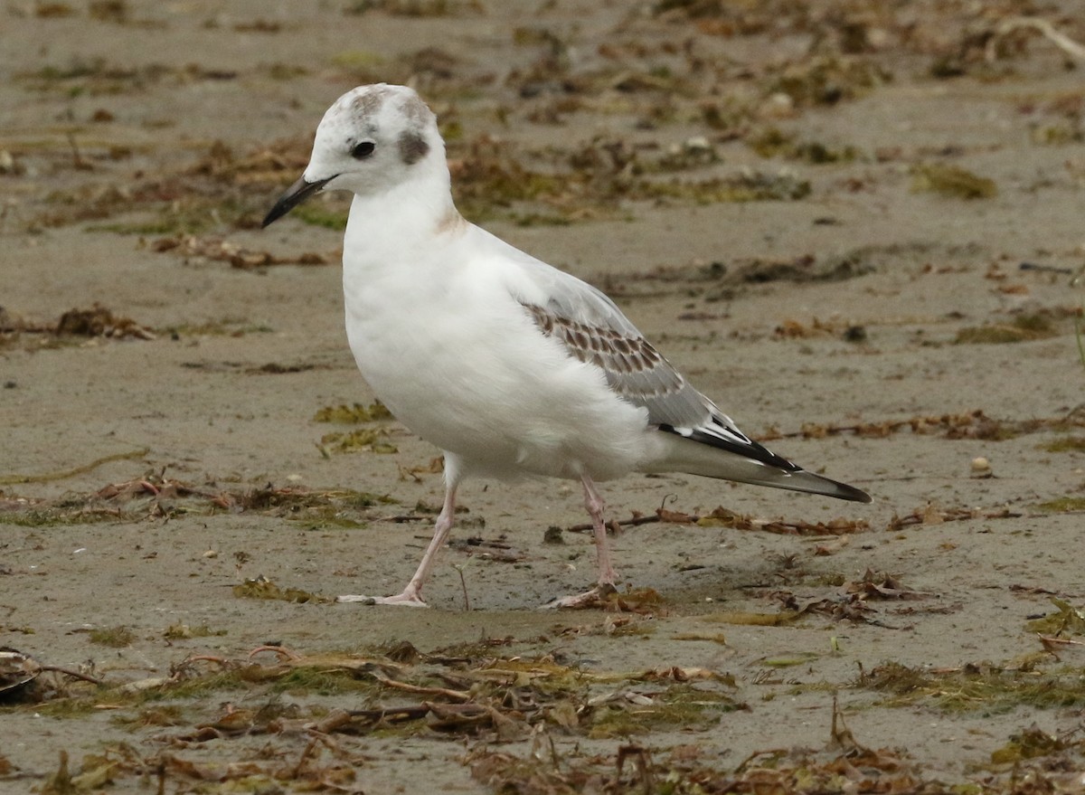 Bonaparte's Gull - Kernan Bell