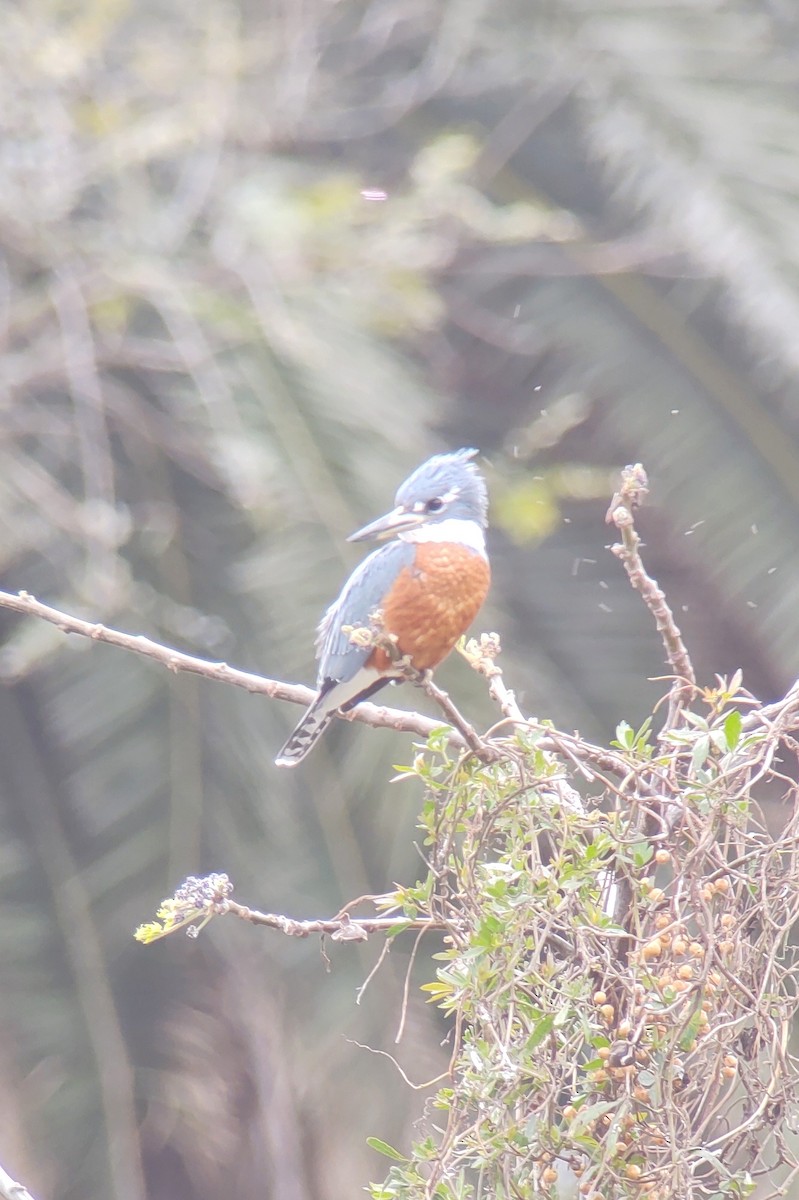 Ringed Kingfisher - ML371699791