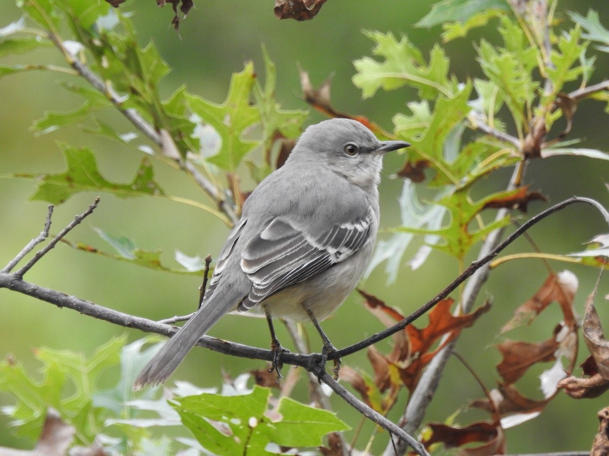 Northern Mockingbird - Brian Tinker