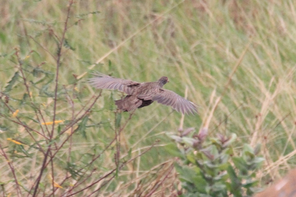 Red-necked Spurfowl - ML37170091