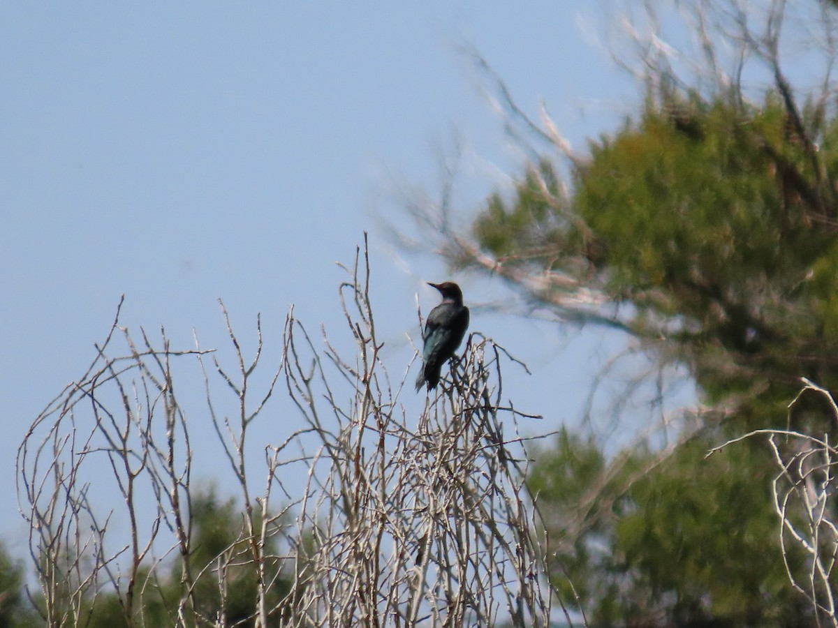 Lewis's Woodpecker - Deb Eiger