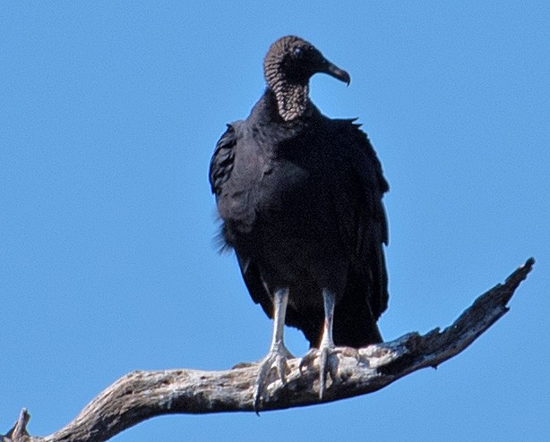Black Vulture - Kenneth Butler