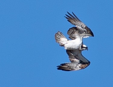 Balbuzard pêcheur - ML371703651