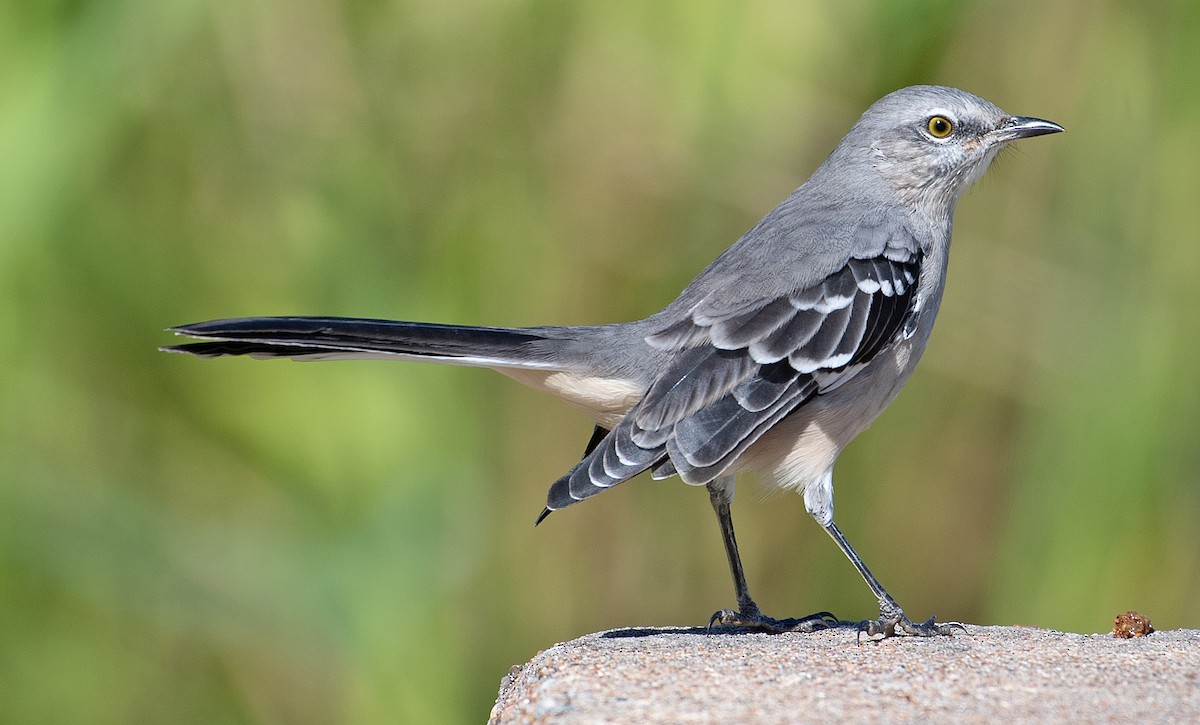 Northern Mockingbird - ML371703841