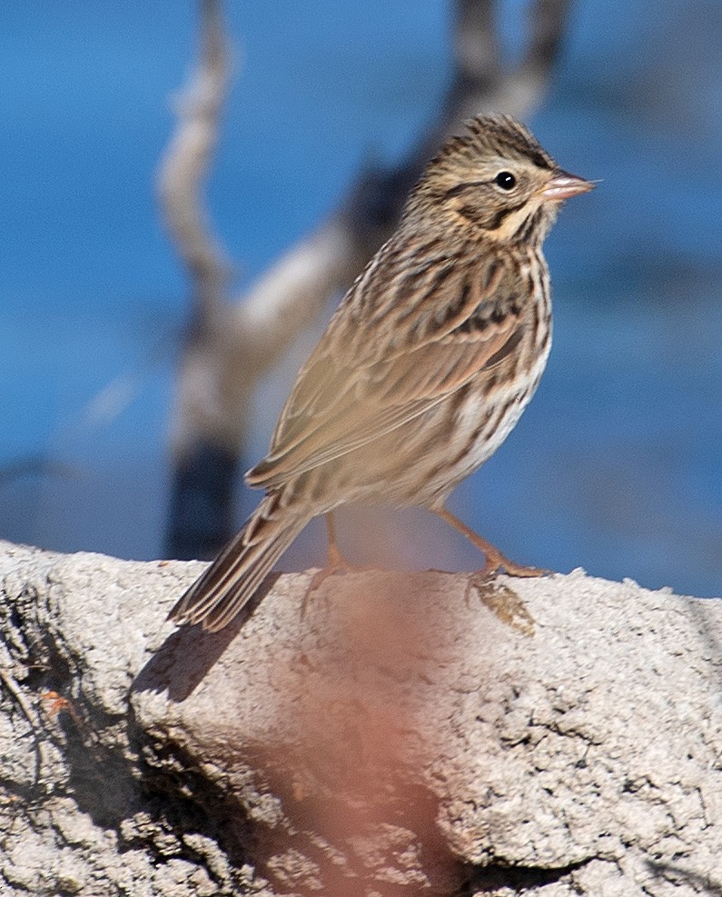 Savannah Sparrow - ML371703891