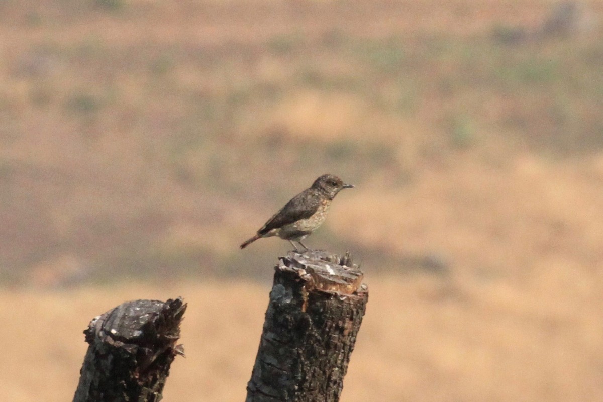 Miombo Rock-Thrush - ML37170431