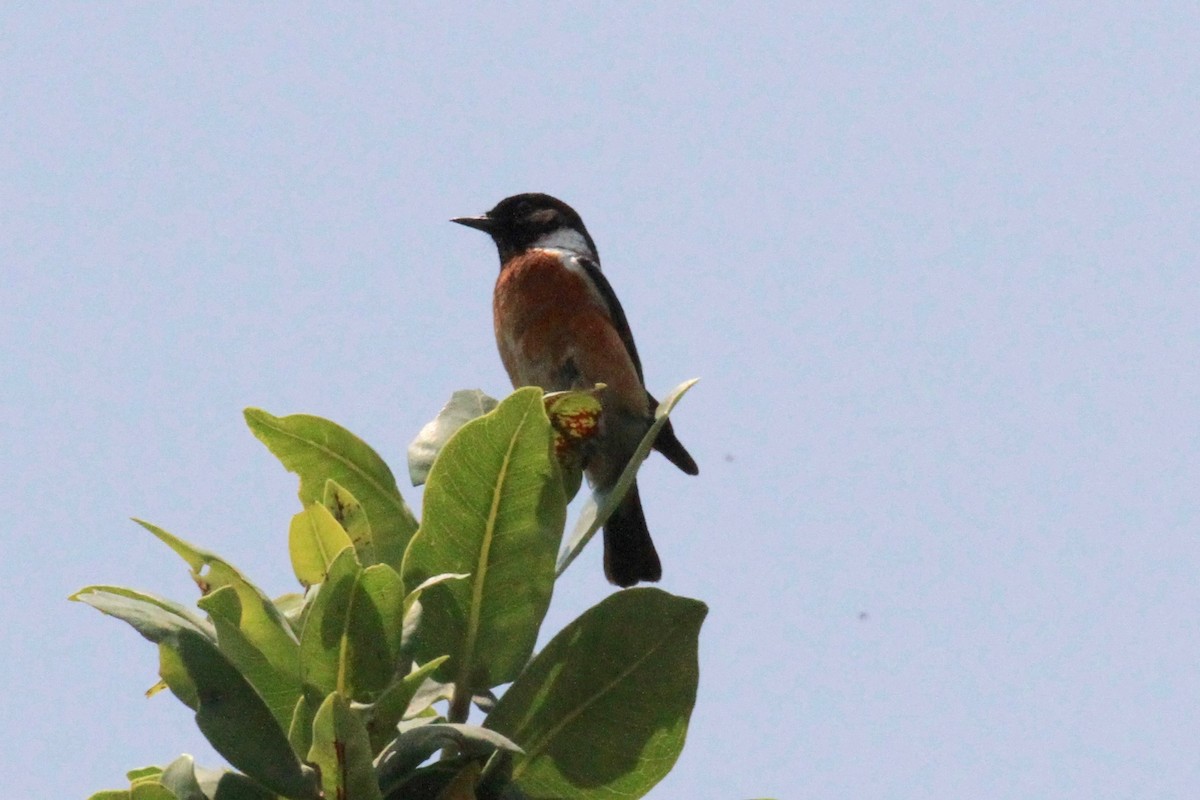 African Stonechat - ML37170451