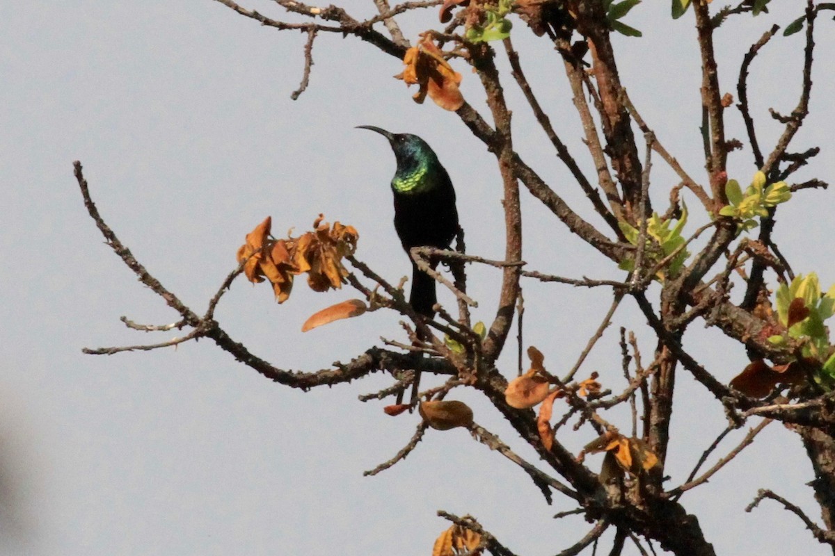 Bronzenektarvogel - ML37170481