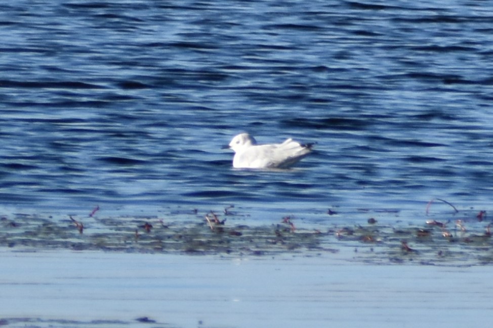 Mouette de Bonaparte - ML371704931