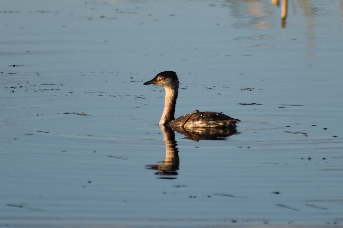 Horned Grebe - ML371705121