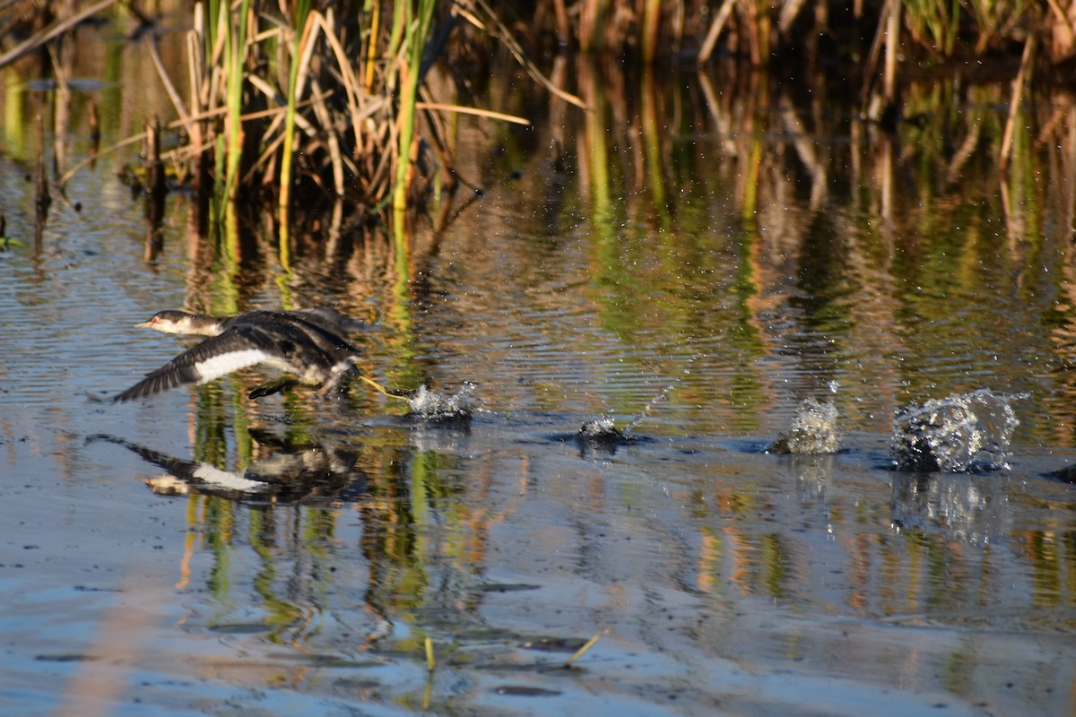 Horned Grebe - ML371705131