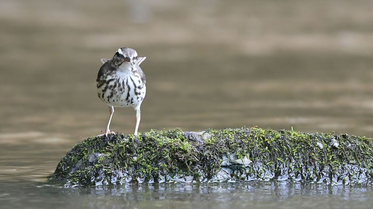 Louisiana Waterthrush - ML371705901