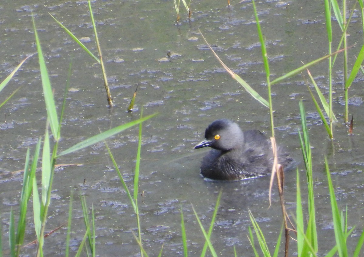 Least Grebe - ML371706571