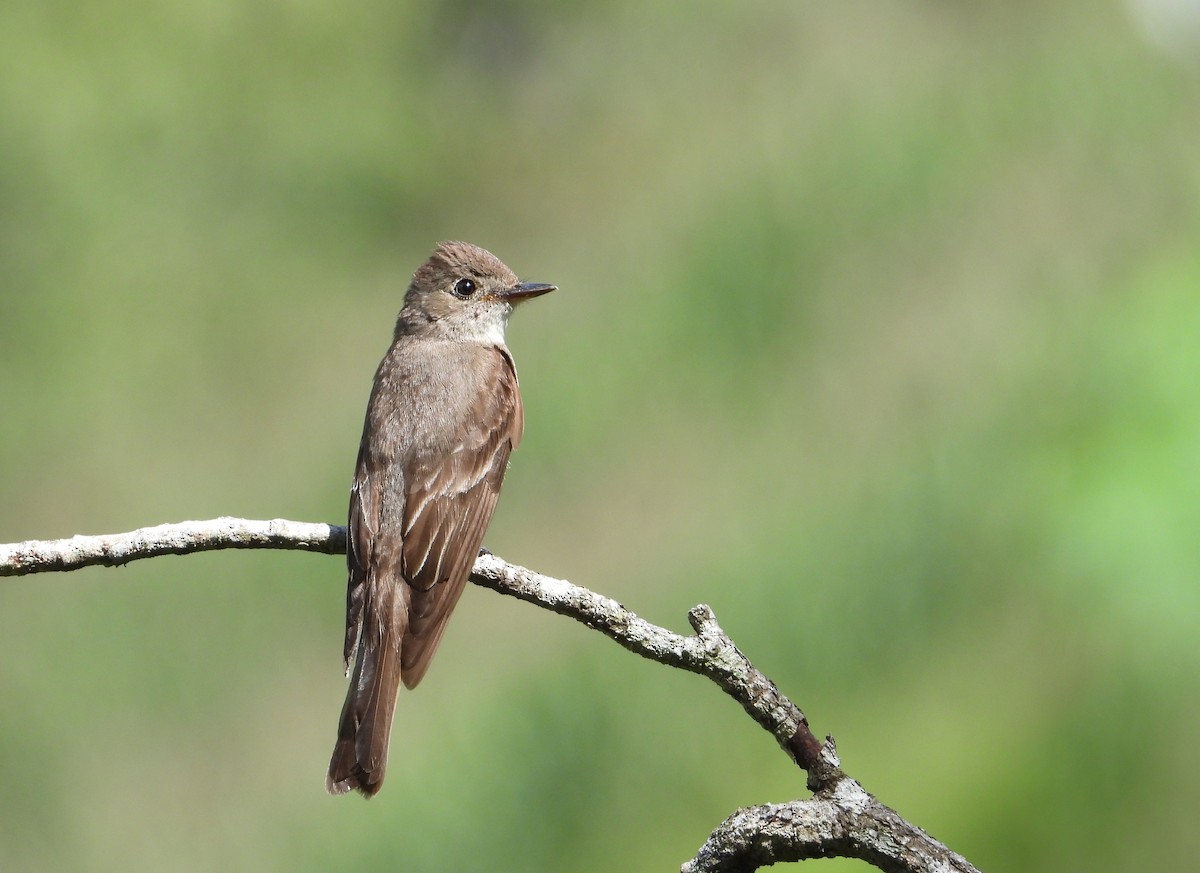 Eastern Wood-Pewee - ML371706681